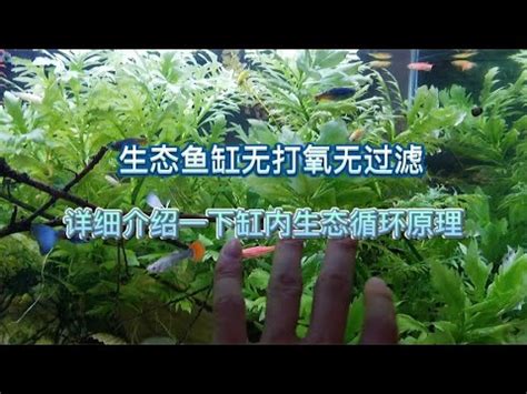 魚缸理論|魚缸理論：優秀與偉大的區別